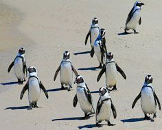 African Penguins at Betty's Bay, not far from Cape Town.