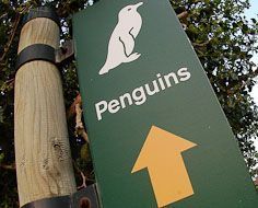 A sign indicating the way to the Boulders Beach Penguin Colony, on a suburbian Simonstown beach.