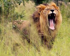 A male lion yawns in the African bush at Hlane Royal National Park in Swaziland.