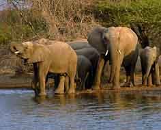 Elephants at a Kruger National Park waterhole.