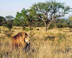 A male lion wanders through Lowveld bushveld at the Kapama Private Game Reserve in Limpopo - South Africa.