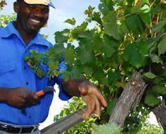 Employees harvest grapes in the Rooiberg Winery vineyards between Robertson and Worcester on the R62.