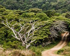 A gravel road meanders through the coastal forest at iSimangaliso Wetland Park, a UNESCO World Heritage Site.