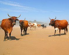 It's not unusual to encounter a herd of cattle on the beach when hiking on the Wild Coast.
