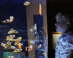 Boy at 'Finding Nemo' (clown fish) tank at the Two Oceans Aquarium in Cape Town.