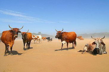 Wild Coast cattle on the beach