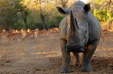White Rhino in Kruger